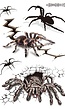 Griezelige Tijdelijke Tattoo van Spinnen