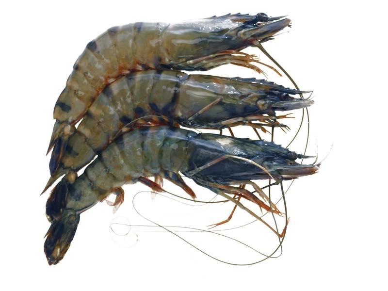 Black Tiger Shrimps Gamba S Onlinevismarkt Nl