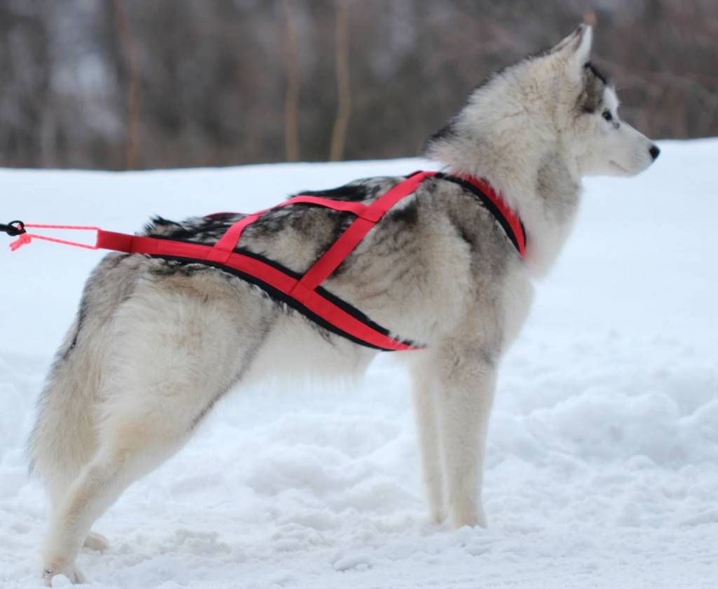 Northern Howl Weight Pulling Dog Harness, X - Back Style for Canicross, Bike, Sled, Scooter, Bike-, Ski-Joring, Jogging,... in red