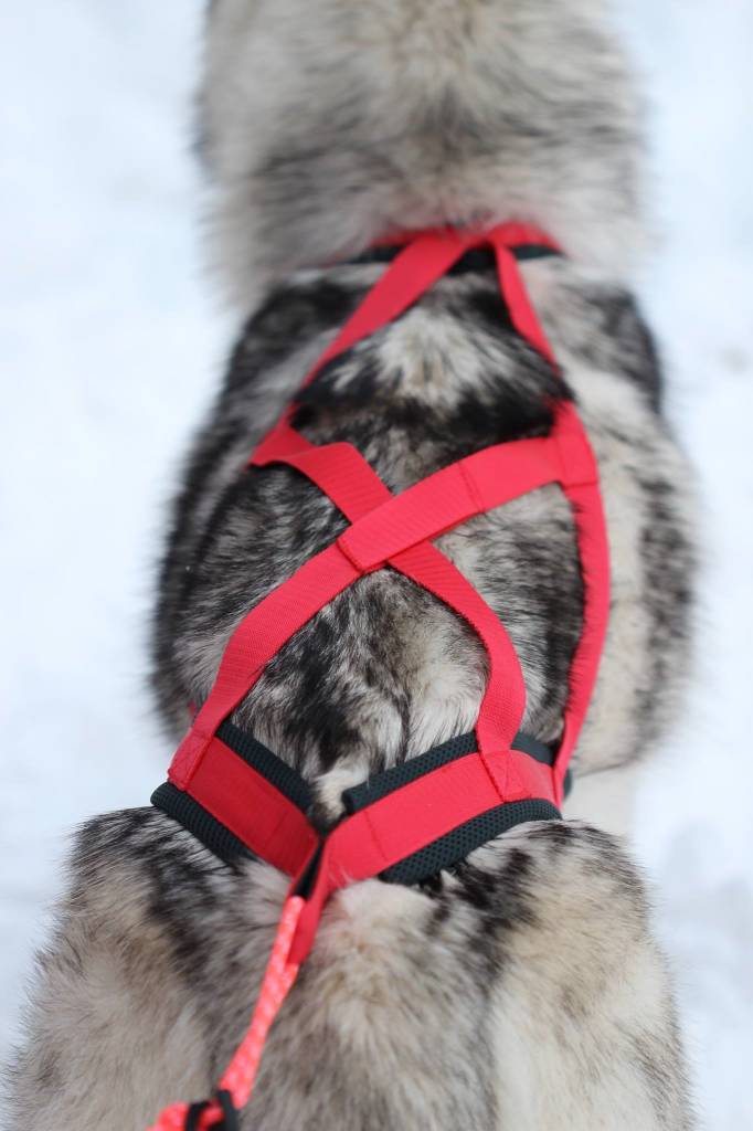 Hunde Zuggeschirr kaufen Lasagroom