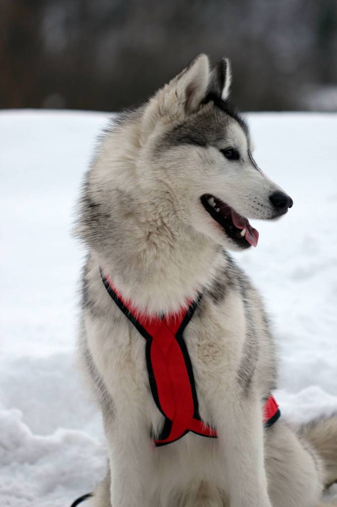 Welches Geschirr Für Hund Joggen Eagloo Hundegeschirr Geschirr für