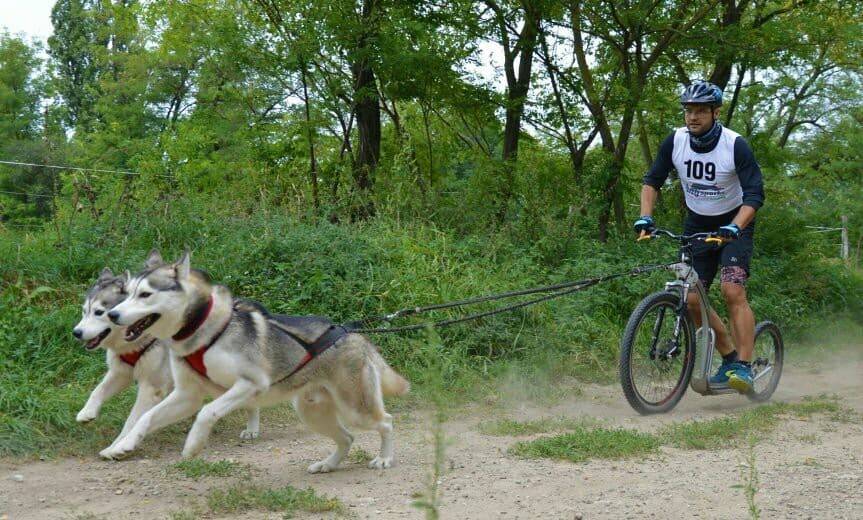 Northern Howl Northern Howl Race Hunde Zuggeschirr verstellbar - schwarz