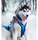 Northern Howl Northern Howl X-Back harnais pour chien pour le vélo, ski-joering, scooter, traîneau, Color bleu