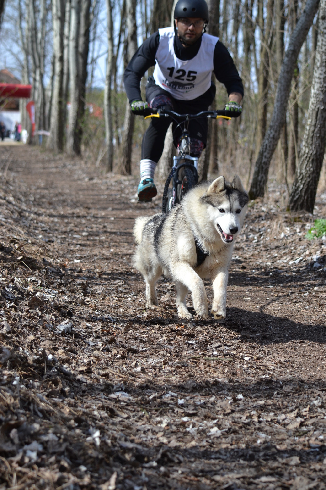 Northern Howl Northern Howl Hunde Zuggeschirr, X-Back  Rot für Canicross Scooter Schlitten Bike- Ski-Jöring