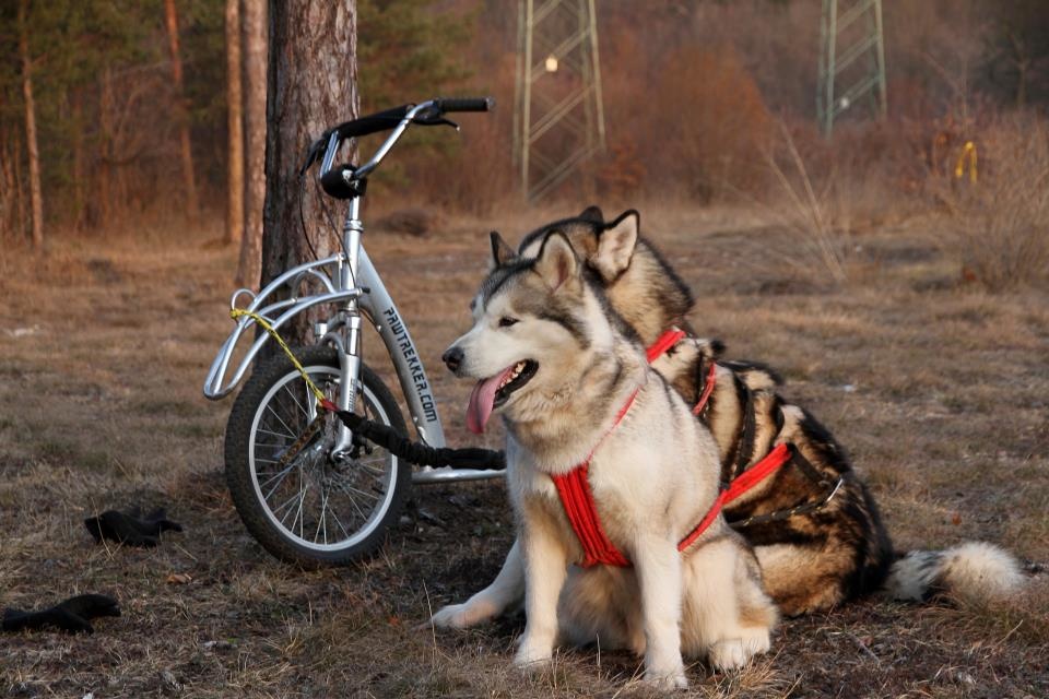 Laisse élastique pour chien mains libres pour canicross, bikejoring,  jogging avec amortisseur, mousqueton twistlock