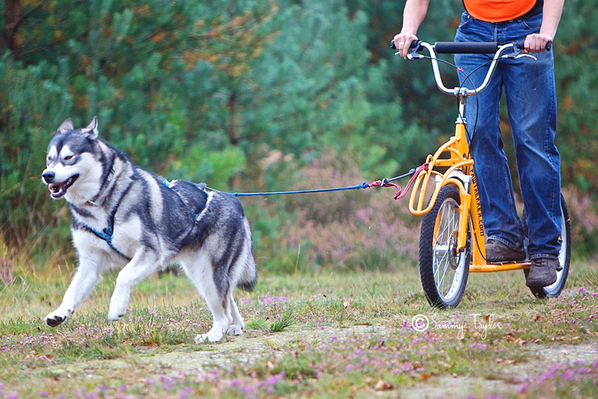 Pawtrekker Pawtrekker Classic Dogscooter  de chien