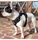 Northern Howl Northern Howl Canicross harness adjustable