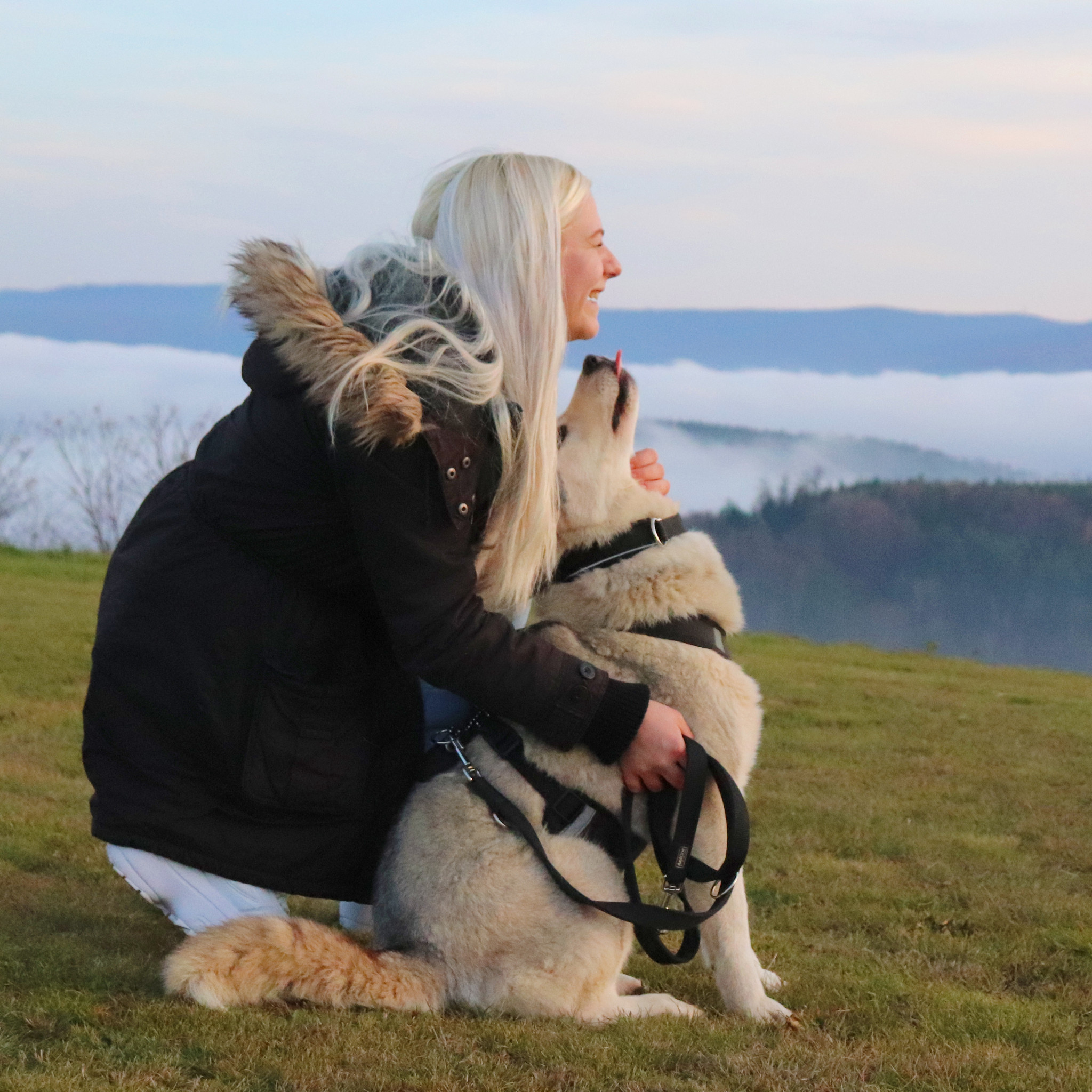 Northern Howl Northern Howl Canicross Hunde Zuggeschirr in schwarz mit Reflektoren