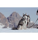 LASALINE X-Back harnais pour chien pour le vélo, ski-joering, scooter, traîneau - en noir avec un rembourrage bleu clair