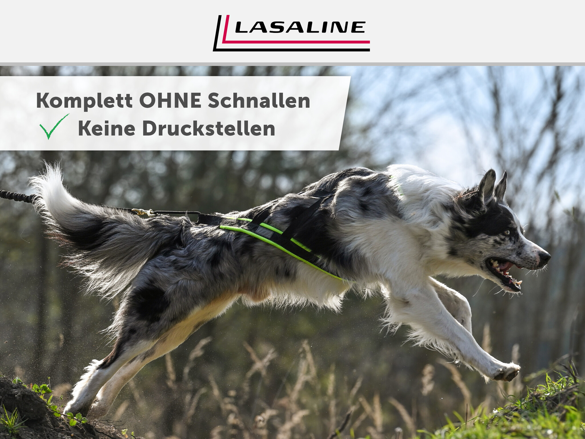 LASALINE X-Back harnais pour chien pour le vélo, ski-joering, scooter, traîneau - en noir avec un rembourrage bleu clair