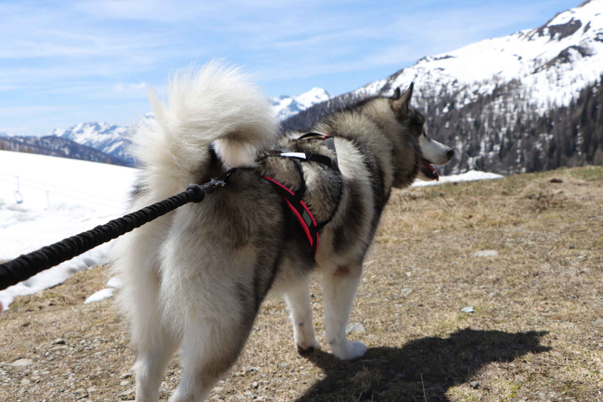LASALINE LASALINE Harnais de Traction X-Back  Pour Chien - en noir
