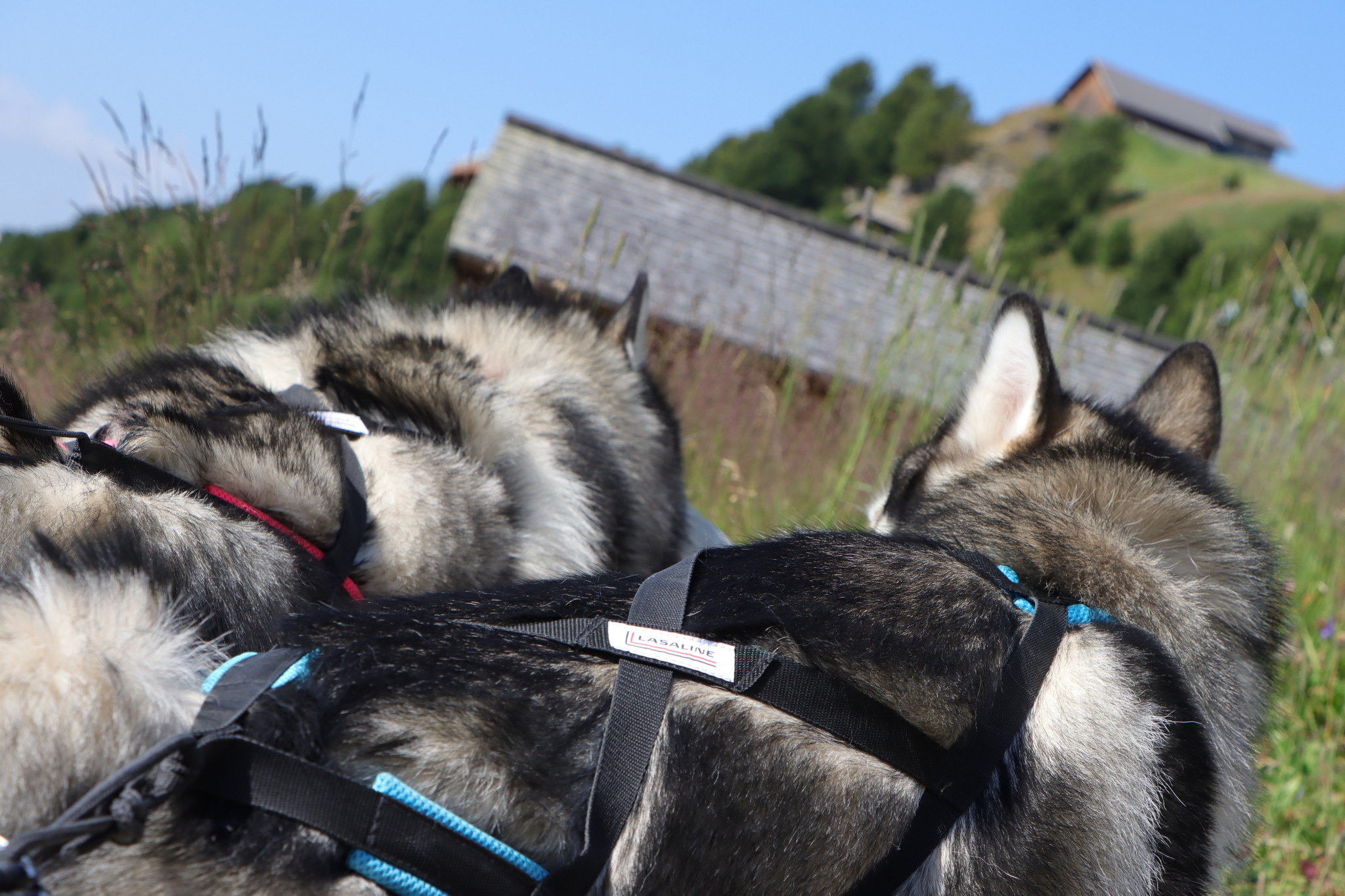 LASALINE LASALINE X-Back Hunde Zuggeschirr in Schwarz