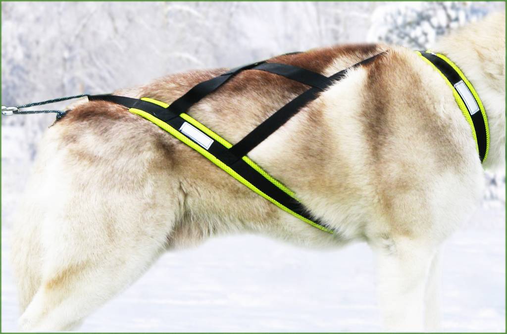 Northern Howl Northern Howl  X-Back harnais pour chien pour le vélo, ski-joering, scooter, traîneau