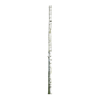 KEK Amsterdam Muursticker Home Tree 2 8x260 cm