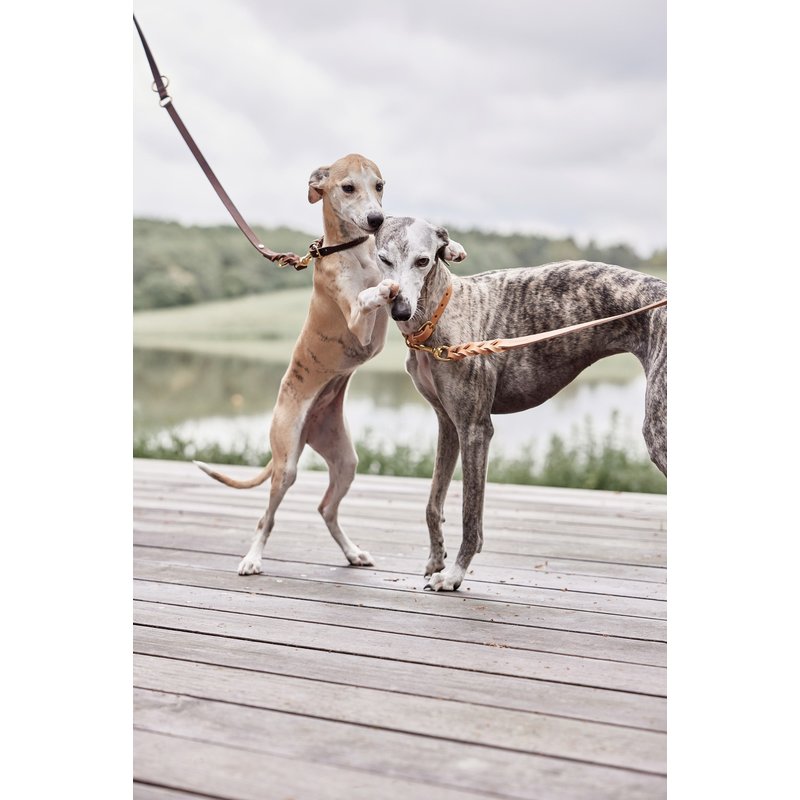 OYOY ZOO Robin Dog Collar - Medium