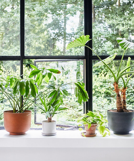 De voordelen van planten in je interieur