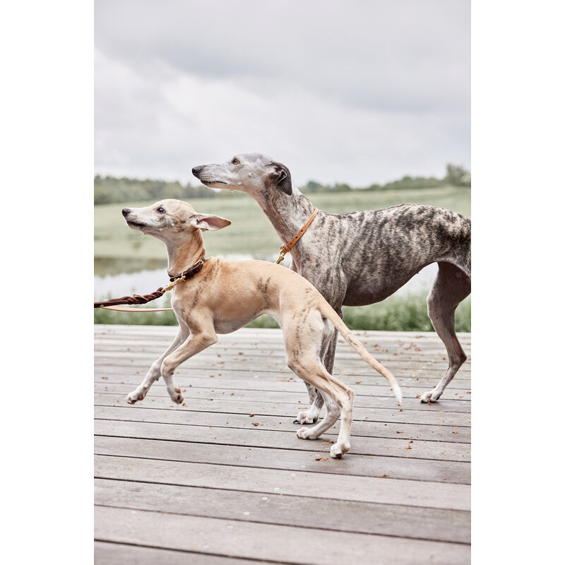 OYOY ZOO Robin Dog Collar - Medium