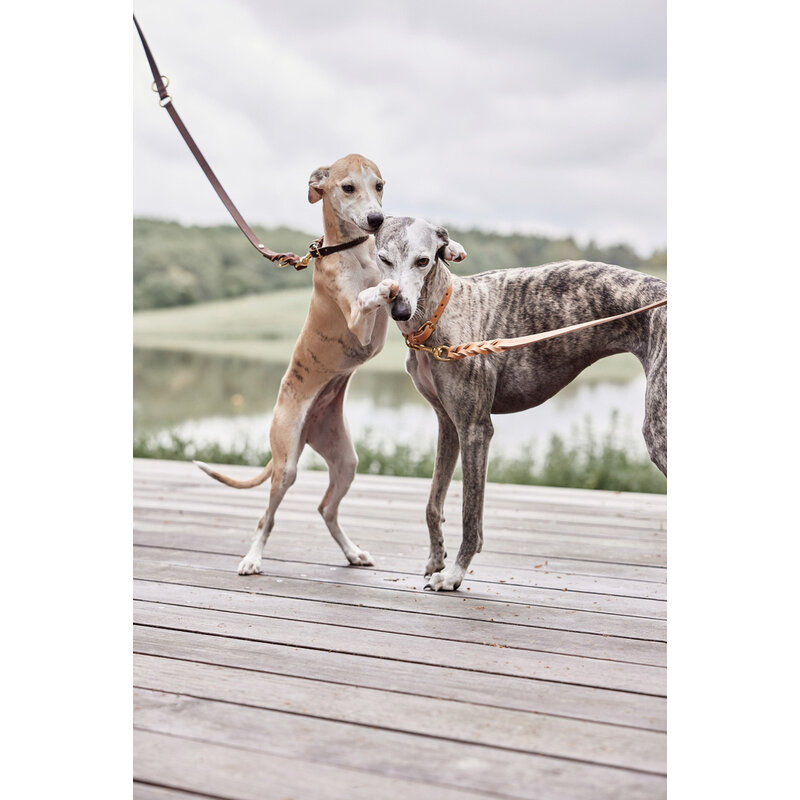 OYOY ZOO Robin Dog Collar - Medium