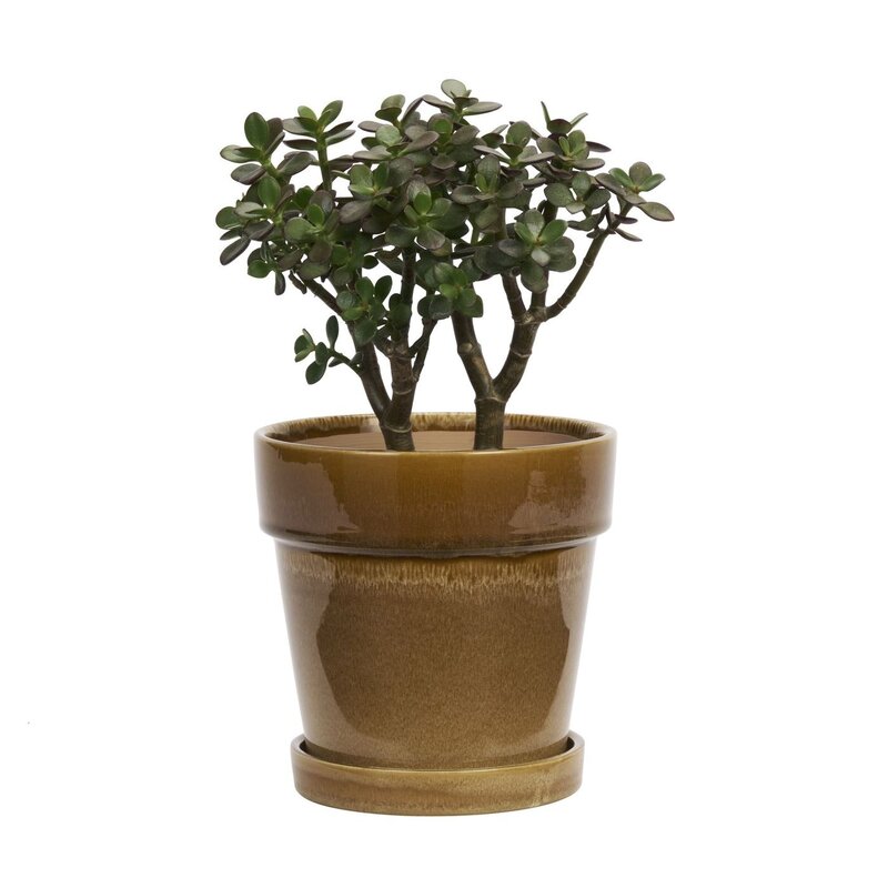 Madam Stoltz-collectie Bloempot met schotel Mosterd Ø 18 cm