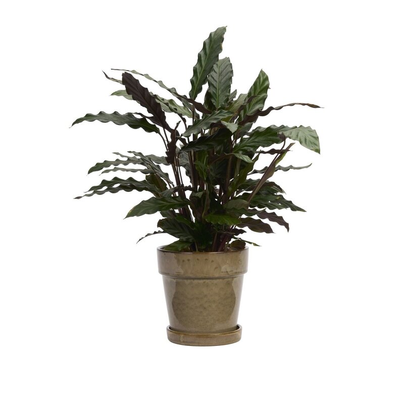 Madam Stoltz-collectie Bloempot met schotel Beige Ø 18 cm