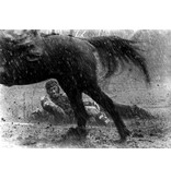 Lumière Classics SEVEN SAMURAI | DVD