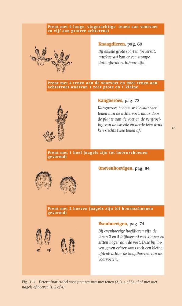 Veldgids Diersporen
