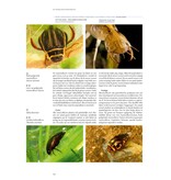 De Nederlandse biodiversiteit