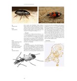 De Nederlandse biodiversiteit