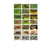 De Nederlandse biodiversiteit