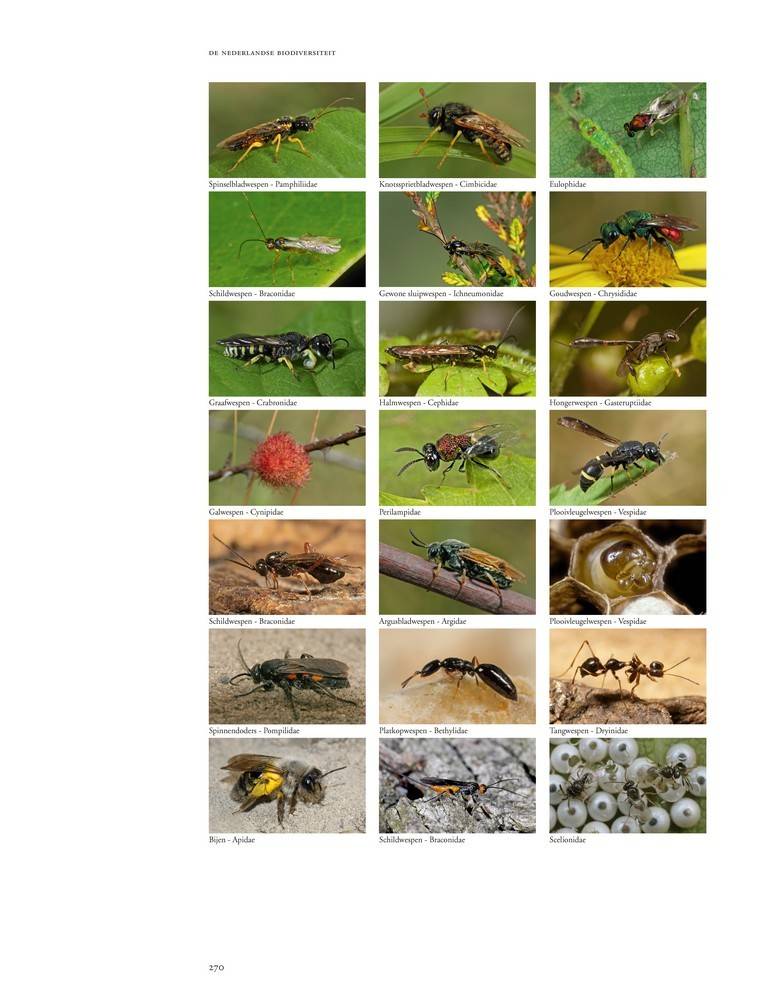 De Nederlandse biodiversiteit