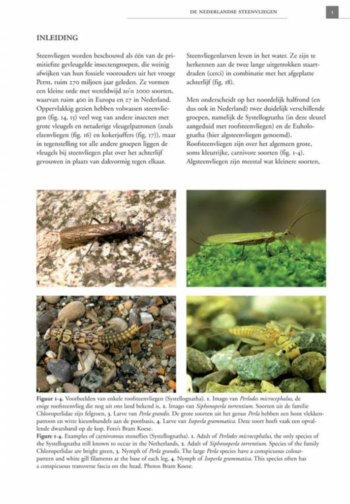 De Nederlandse steenvliegen (Plecoptera)