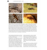 De Nederlandse steenvliegen (Plecoptera)