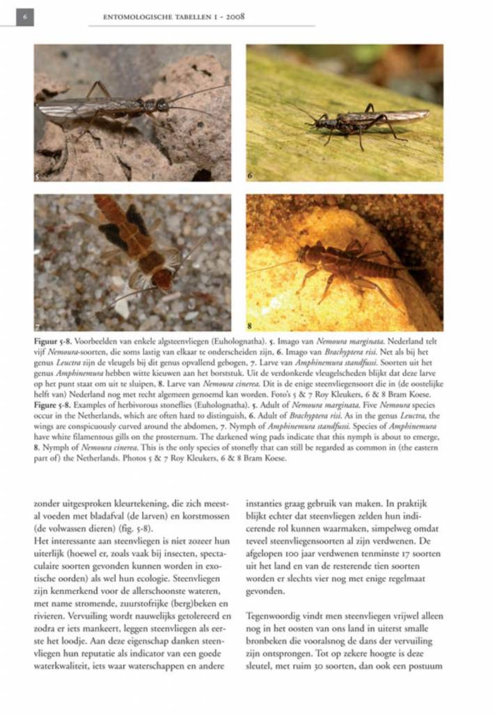 De Nederlandse steenvliegen (Plecoptera)
