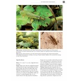 De Nederlandse steenvliegen (Plecoptera)