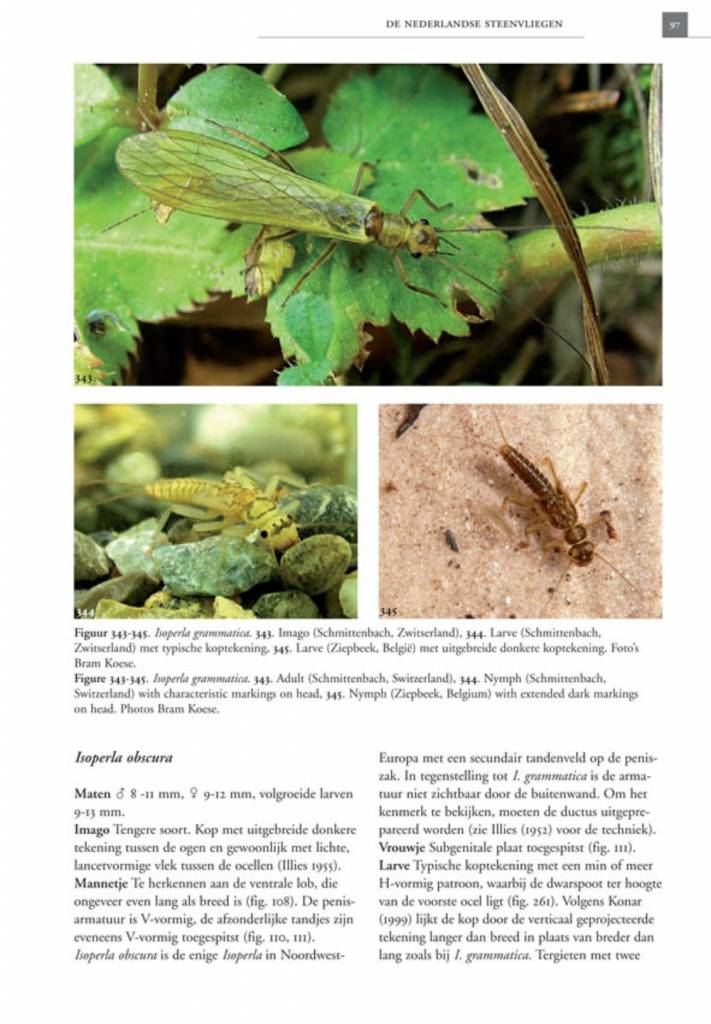 De Nederlandse steenvliegen (Plecoptera)