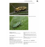 De Nederlandse boktorren (Cerambycidae)