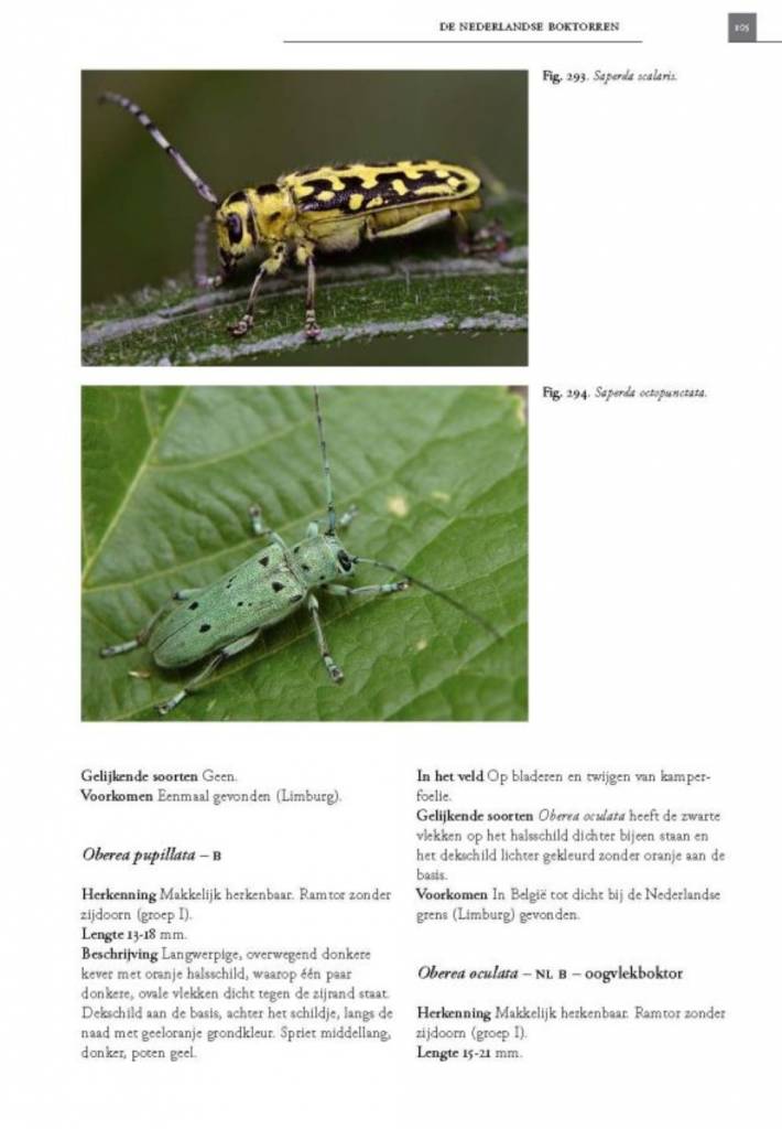 De Nederlandse boktorren (Cerambycidae)