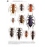 De Nederlandse boktorren (Cerambycidae)