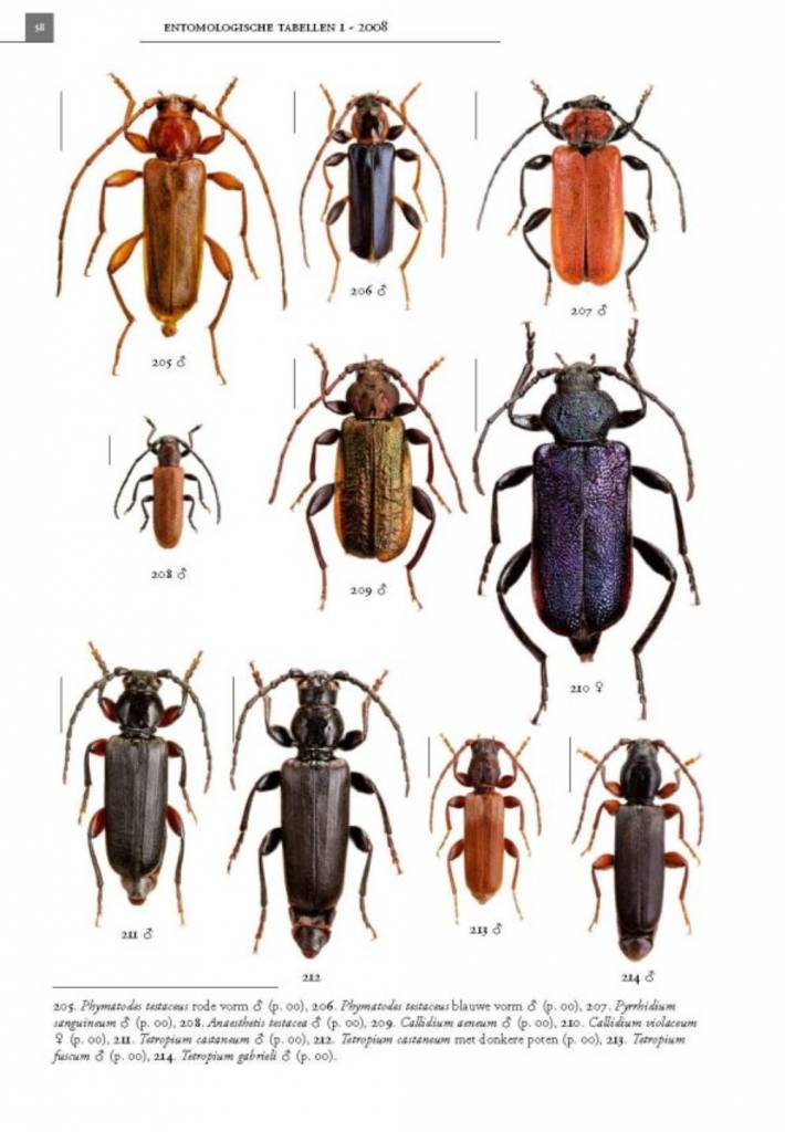 De Nederlandse boktorren (Cerambycidae)