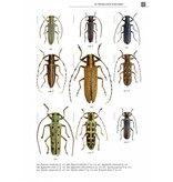 De Nederlandse boktorren (Cerambycidae)