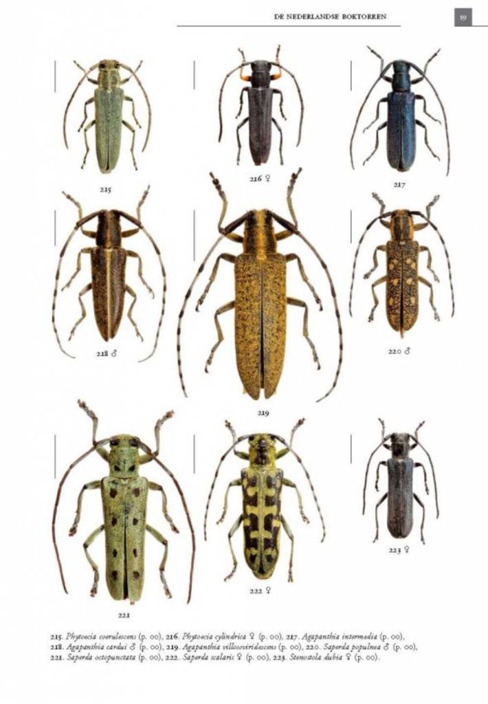 De Nederlandse boktorren (Cerambycidae)