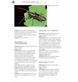 De Nederlandse boktorren (Cerambycidae)