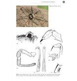 De Nederlandse hooiwagens (Opiliones)