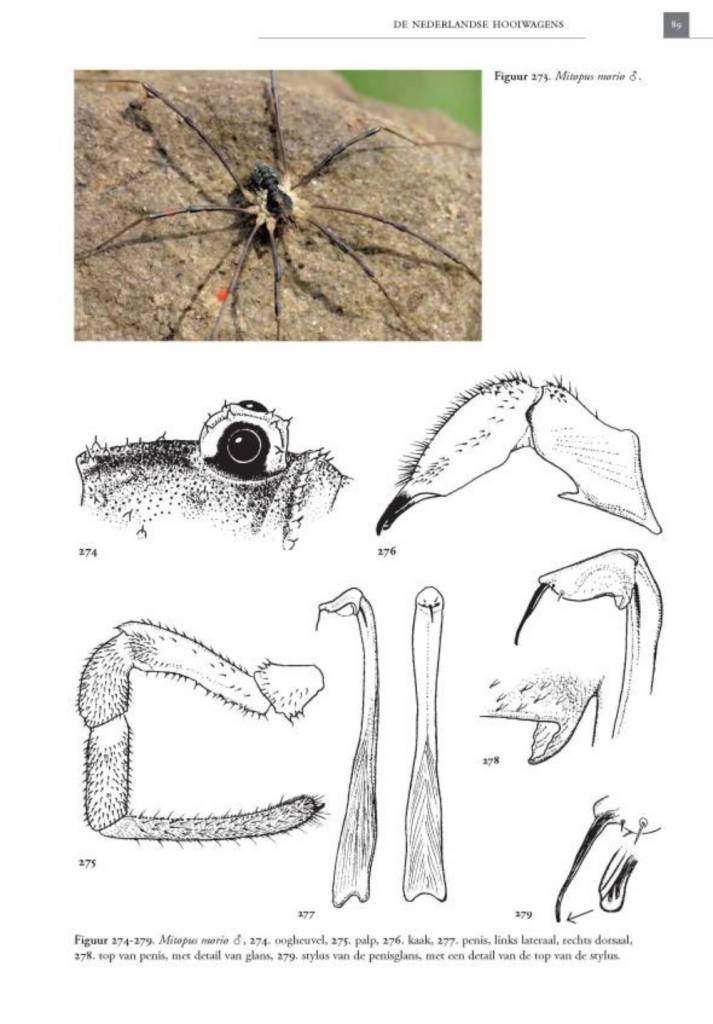 De Nederlandse hooiwagens (Opiliones)