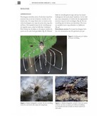 De Nederlandse hooiwagens (Opiliones)