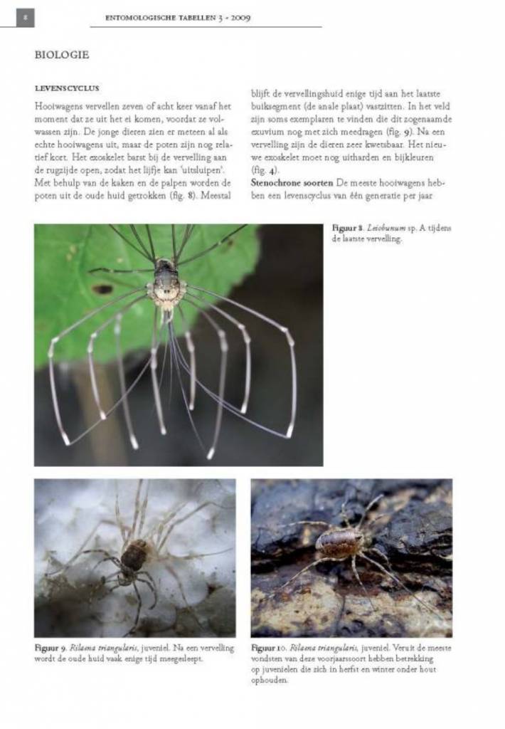 De Nederlandse hooiwagens (Opiliones)
