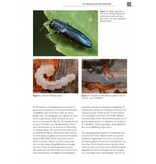 De Nederlandse prachtkevers (Buprestidae)