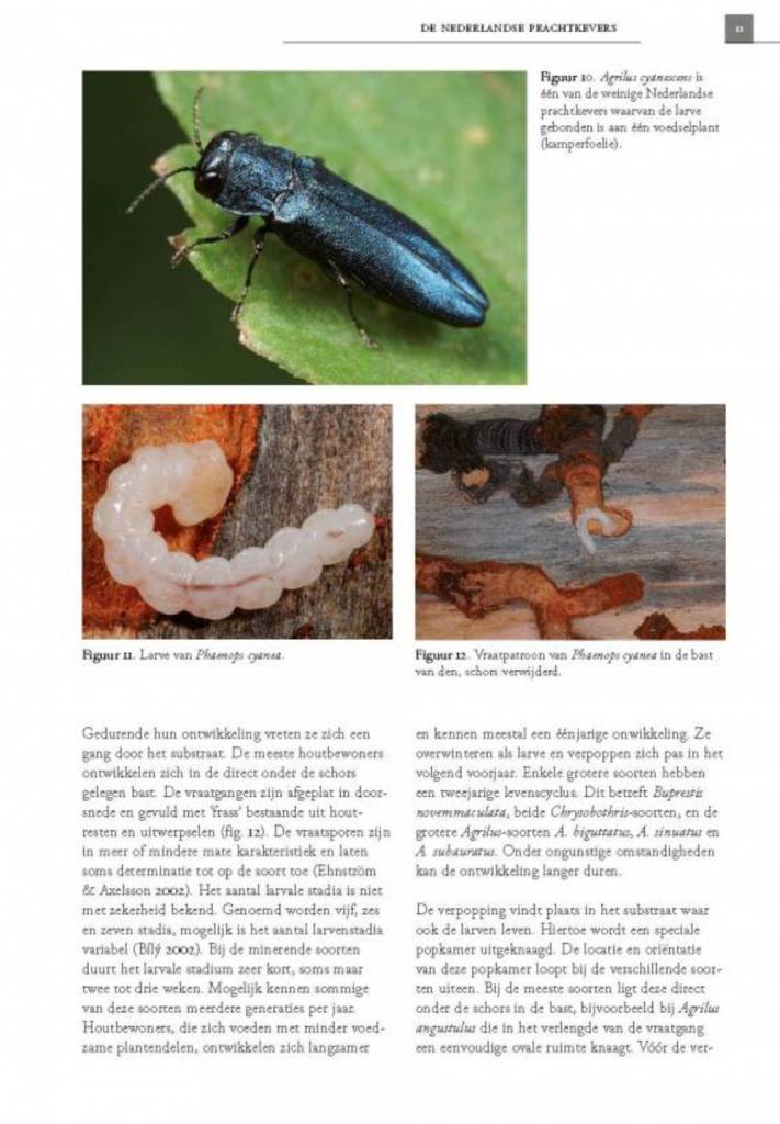 De Nederlandse prachtkevers (Buprestidae)