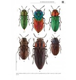 De Nederlandse prachtkevers (Buprestidae)