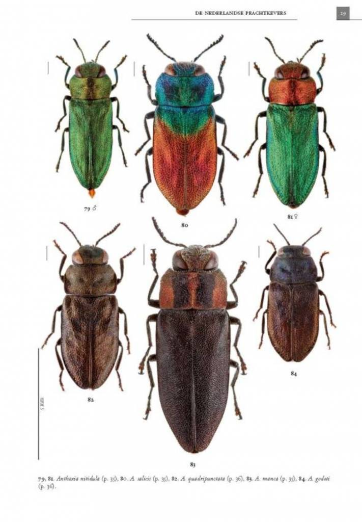 De Nederlandse prachtkevers (Buprestidae)